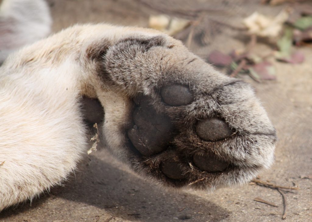 Un Rinnovato Impegno per il Benessere Animale: 10 Milioni di Euro per i Rifugi dei Randagi