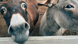 Due asini - Foto Pixabay - Retesei.com