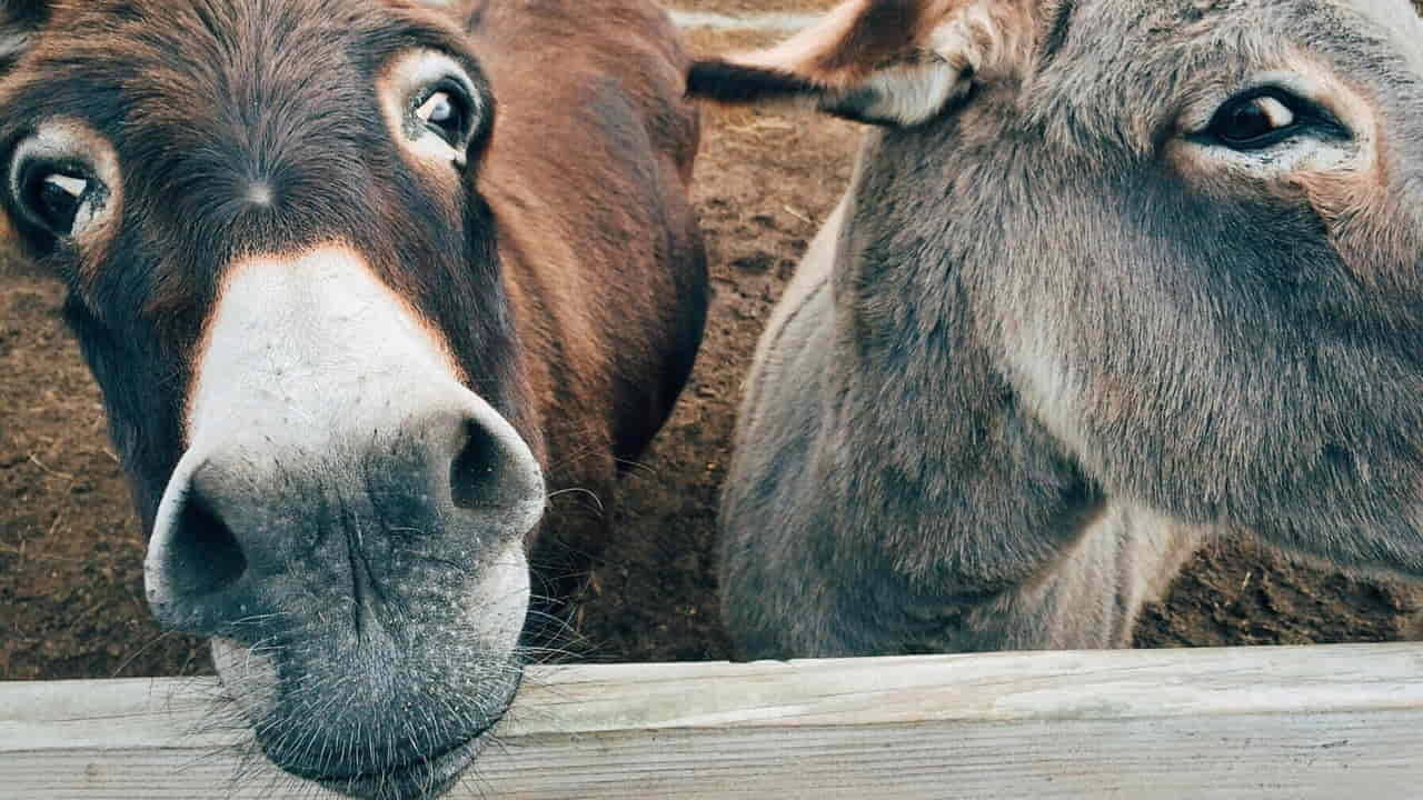 Due asini - Foto Pixabay - Retesei.com