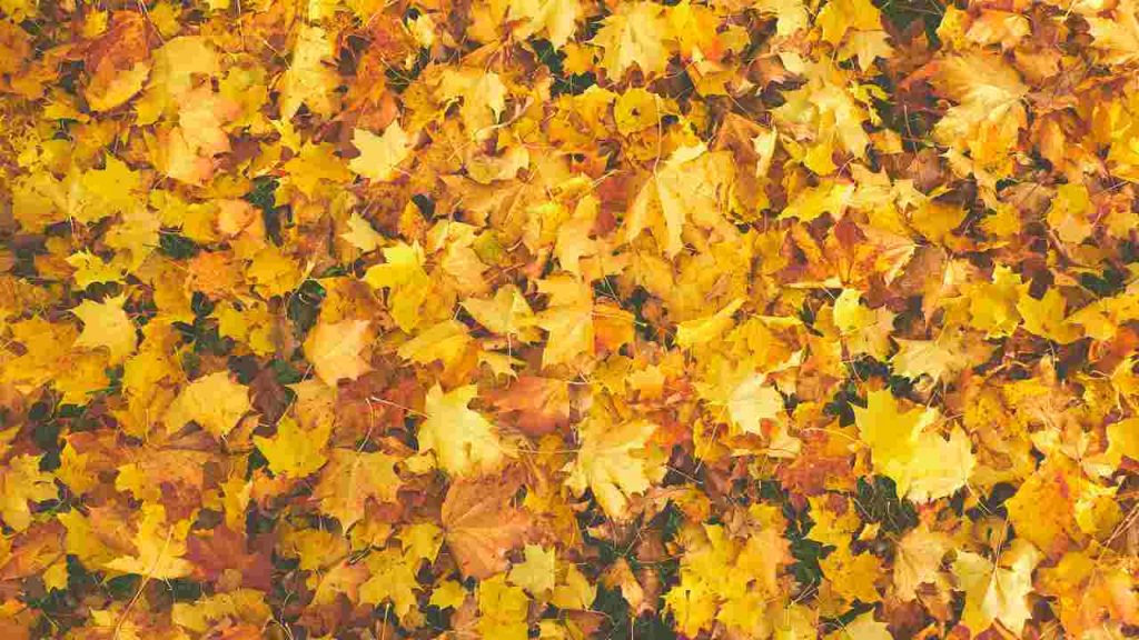 Foliage - pexels - retesei