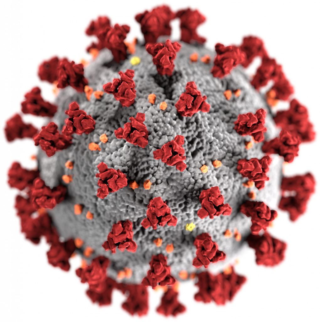 Decifrare la Durata dell’Immunità al SARS-CoV-2: Tra Anticorpi Variabili e Linfociti T Persistenti