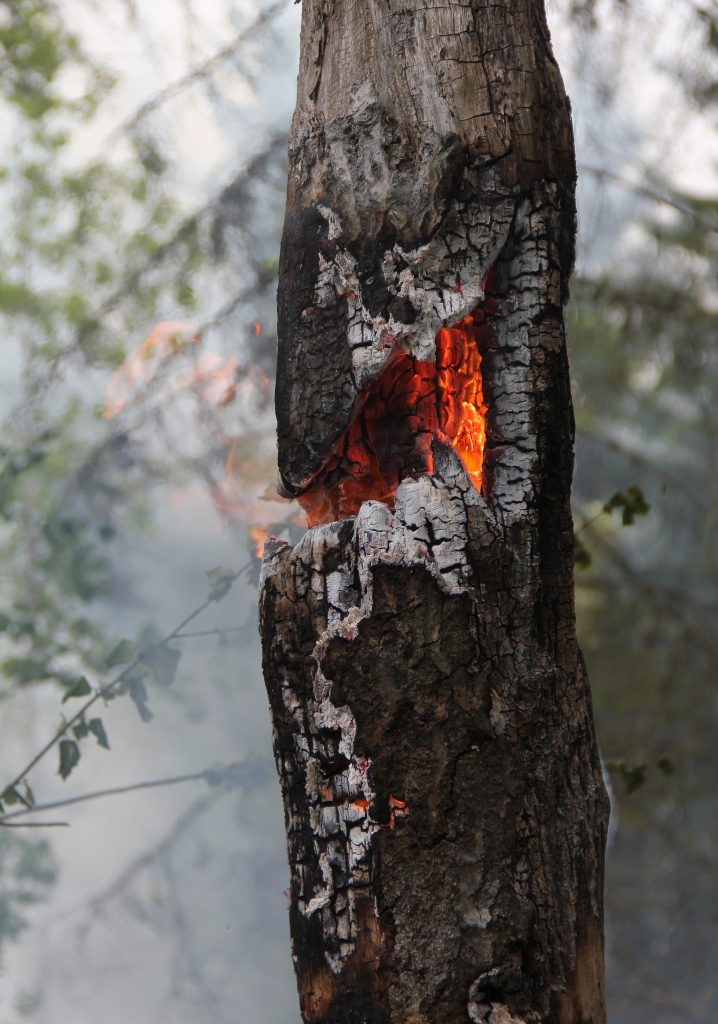 Bagnoli Irpino: Nuova Denuncia per Combustione Abusiva di Scarti Vegetali