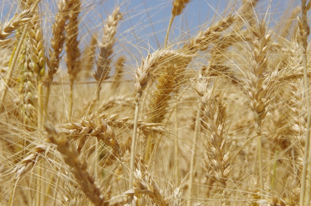 Un Secolo e Tre Quarti di Eccellenza: Di Maria Celebra i 175 Anni del Pastificio Rummo