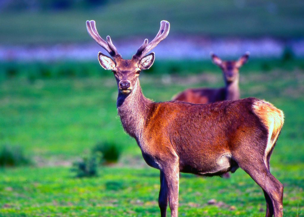 Consolidamento e Tutela: Il Piano del Parco Intercomunale “Dea Diana” Si Rafforza Contro le Pressioni Estrattive.