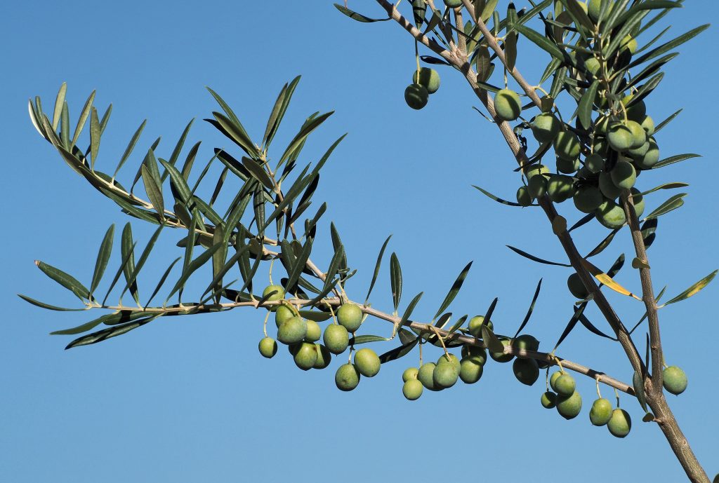 Campania: L’Olio D’Oliva si Avvicina all’IGP con la Pubblicazione Ufficiale