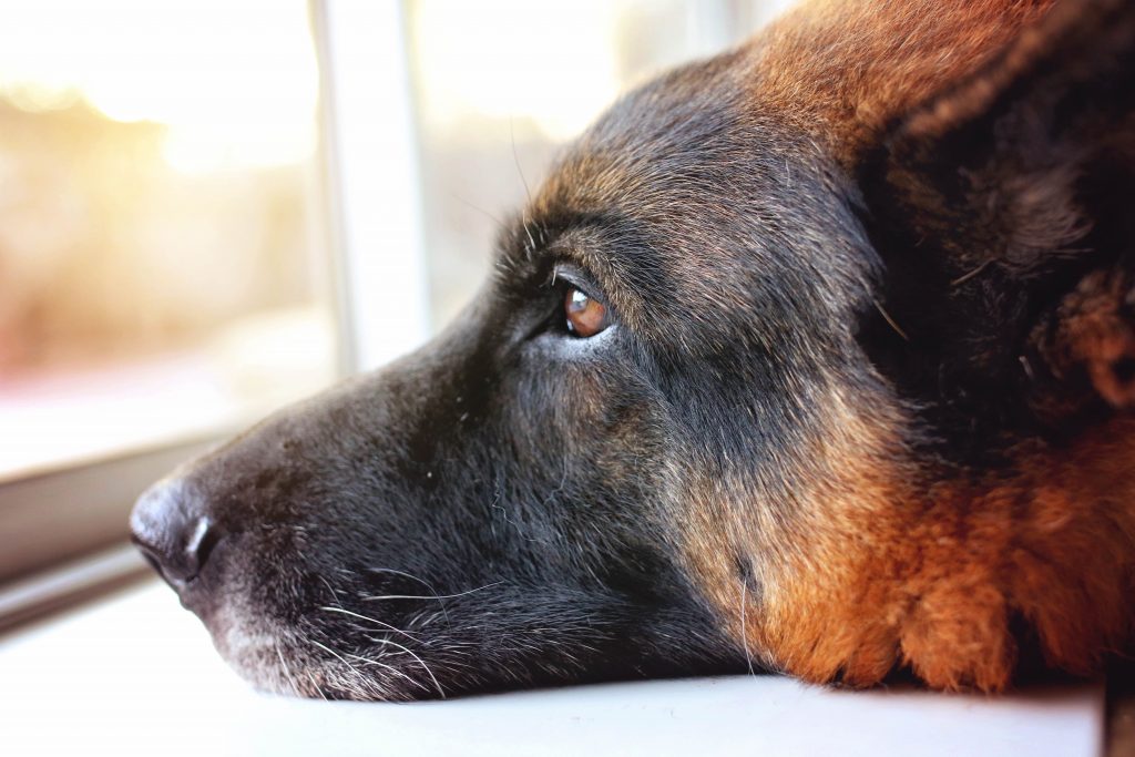 Mariano Abbagnara incastrato dal fiuto canino: scoperto traffico di stupefacenti nel carcere di Secondigliano