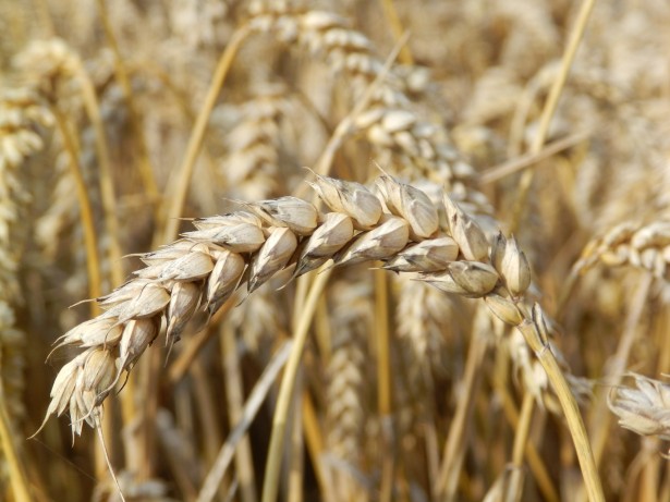 La Riconfigurazione Economica: L’Agricoltura al Cuore della Visione di Masiello