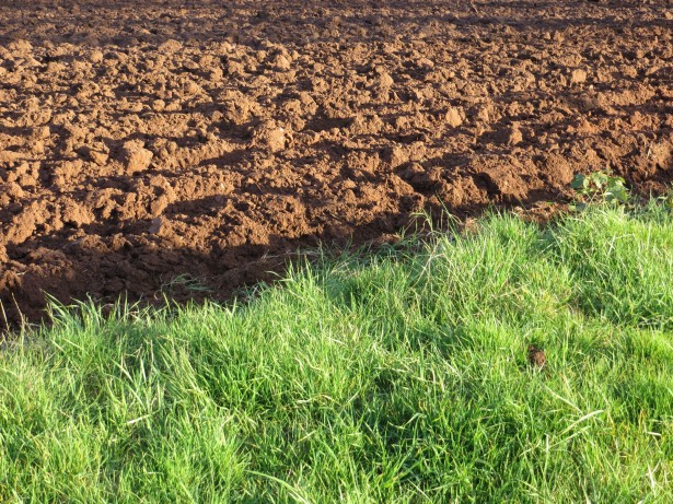 Alterazione paesaggistica a Montemiletto: Due denunciati per disboscamento abusivo e conversione agricola
