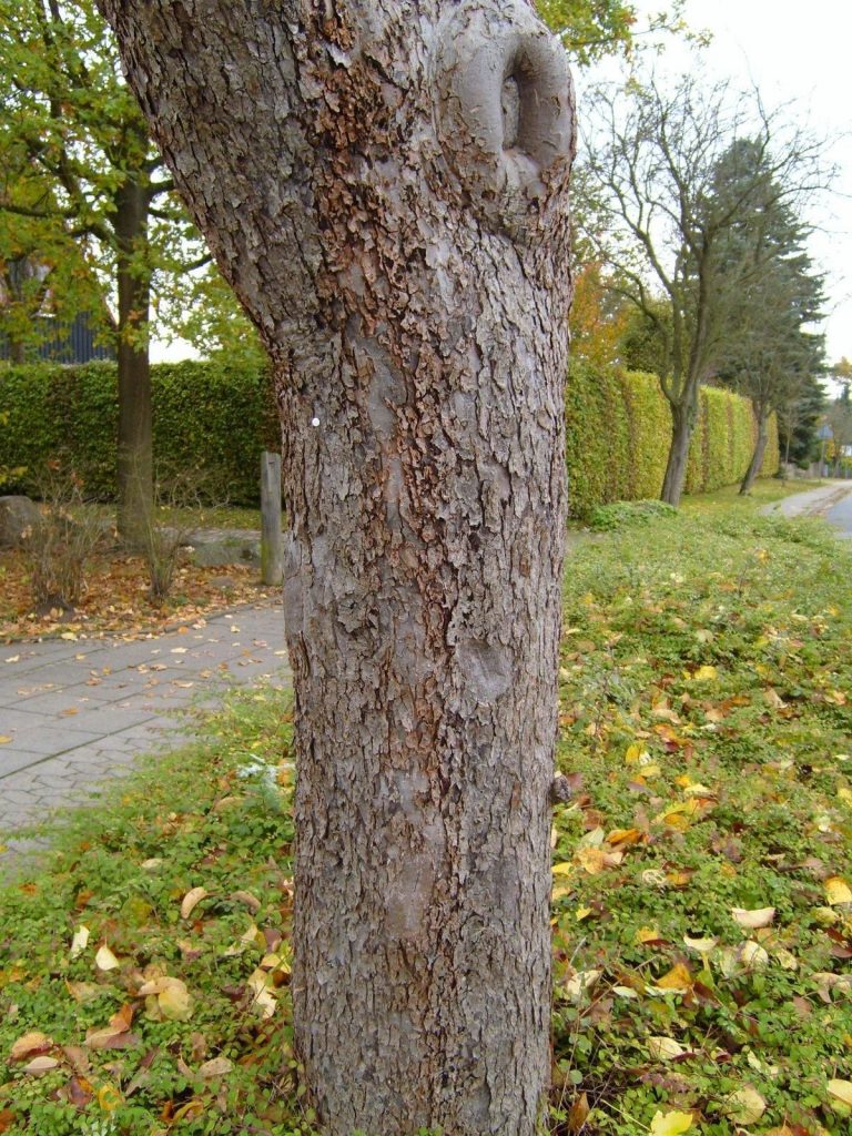 Depredazione Forestale nel Parco del Partenio: Due Individui Deferiti Vicino a Montevergine