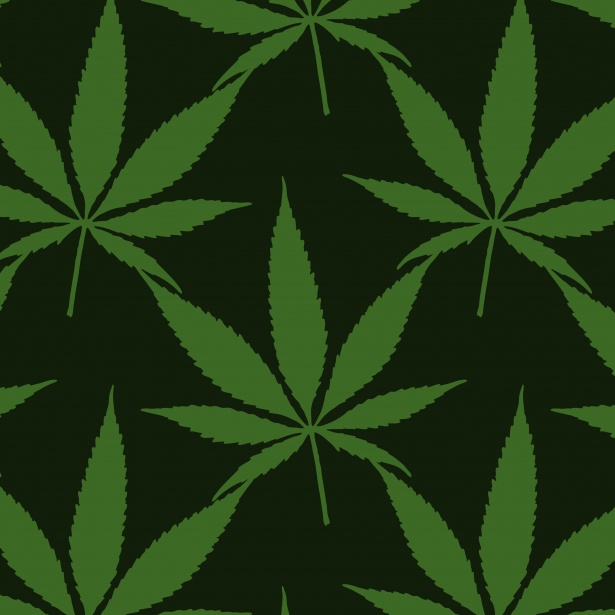 Puglianello: Un Cavo Illegale Svela una Vasta Coltivazione di Cannabis con Quasi Duemila Piante