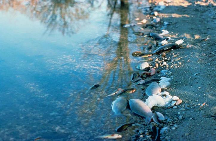 Inquinamento Agricolo ad Ariano Irpino: Denunciata l’Imprenditrice per Scarichi Abusivi
