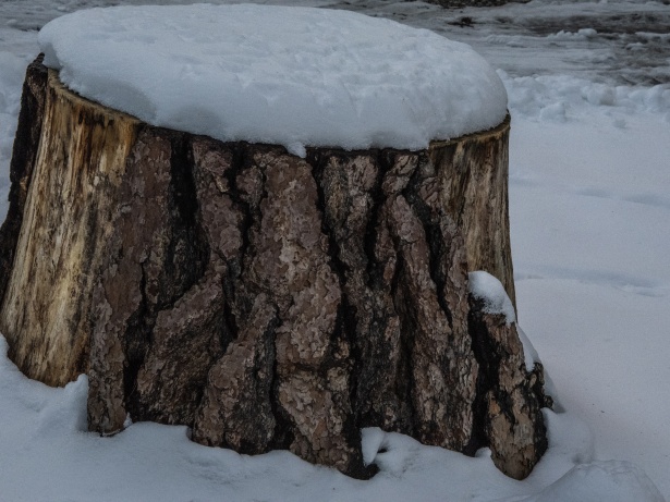 Abbattimento Illegale di Albero d’Alto Fusto: Denunciato un Sessantenne