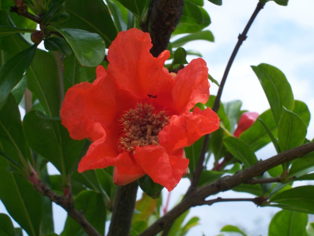 La Madre: Un Faro Inestinguibile di Amore, Oltre la Soglia della Vita