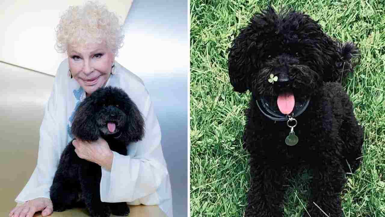 Chi si è preso Ondina, giallo sulla cagnolina di Ornella Vanoni | Adesso dov’è l’animale rimasto orfano