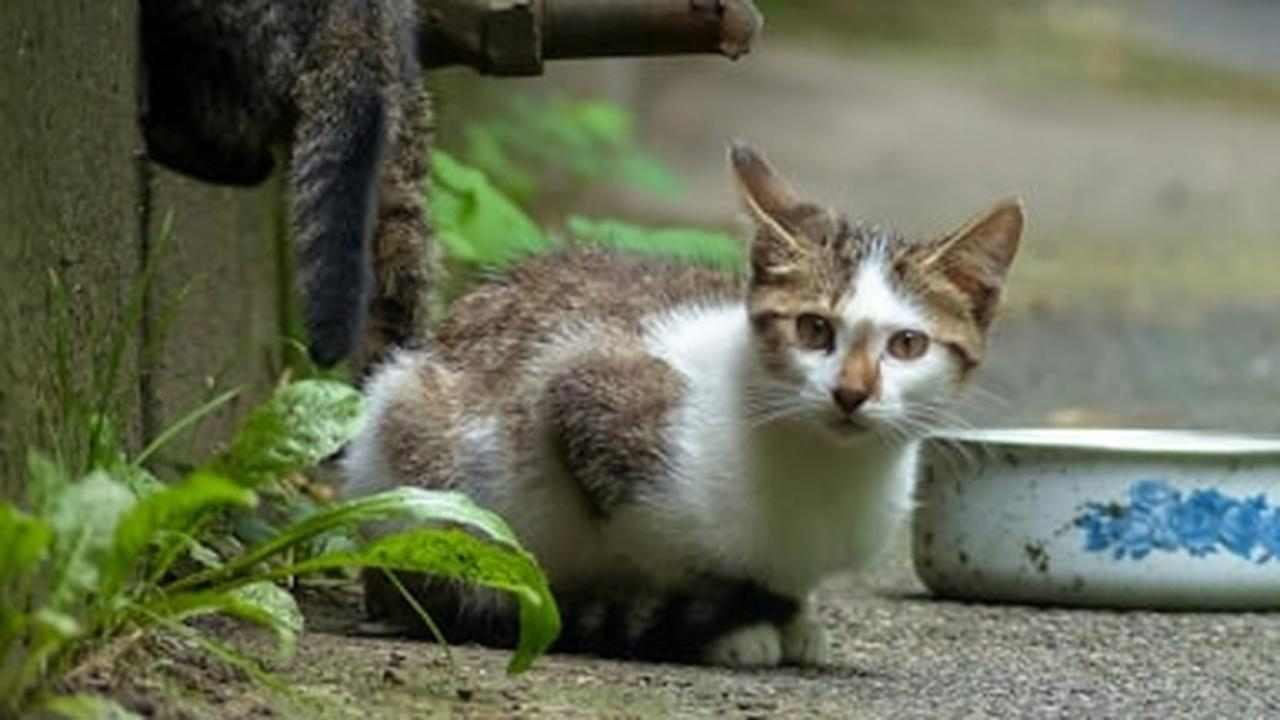 Gatti randagi, da oggi se gli dai da mangiare paghi fino a 500€ di multa | Devi lasciarli morire di fame
